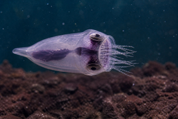 Filtrus mareensis
