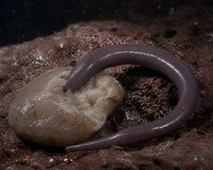 Datei:Vermis Necrophorus 1.png