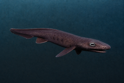 Ichthyovora Princeps