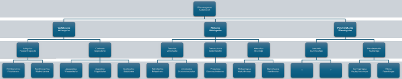 Datei:Taxonomie Phanerogenae.png